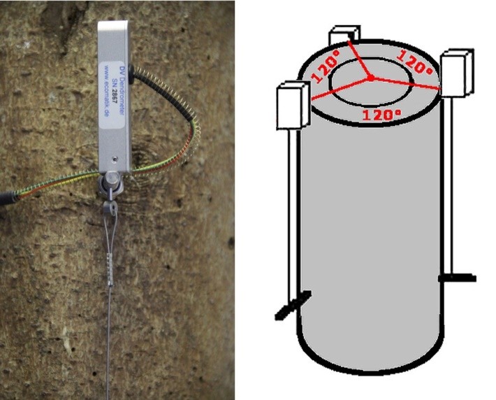 莖稈縱向變化測(cè)量傳感器